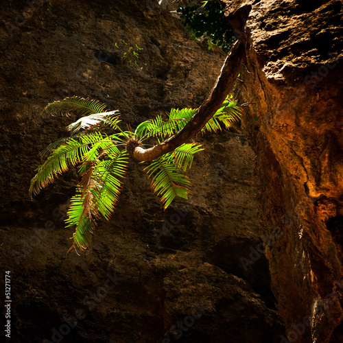  Palm tree growing on vertical wall inside cave