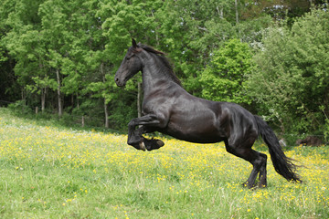 Obraz na płótnie koń zwierzę rasowy