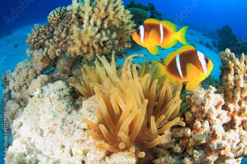  Marine Life in the Red Sea