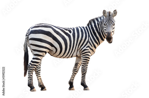 zebra isolated