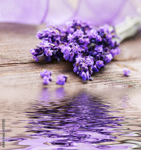 Lavendelblüten mit Spiegelung