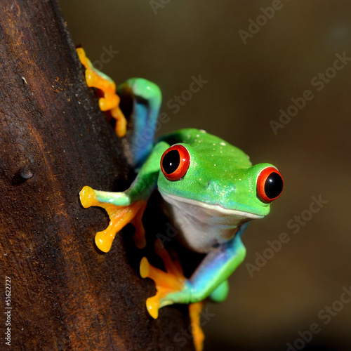 Lacobel red-eye frog Agalychnis callidryas in terrarium
