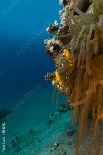 anemone-i-anemonefish-f-morze-czerwone