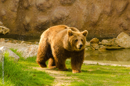 brown-niedzwiedz-w-zoo-na-pogodnym-wiosna-dniu