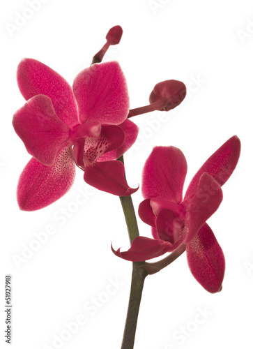 samodzielnie-na-bialy-oddzial-z-dwoma-czerwone-orchidee