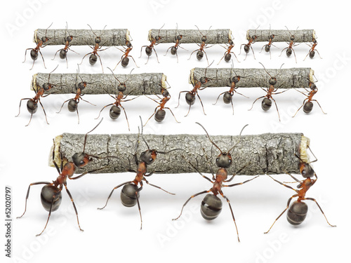 Fototapeta ants work with logs, teamwork concept