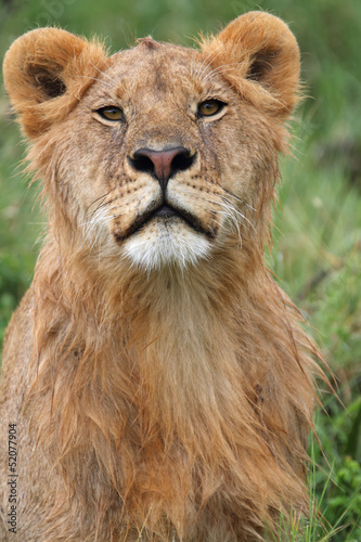 portret-mlody-lew-przeciw-zielonemu-tlu