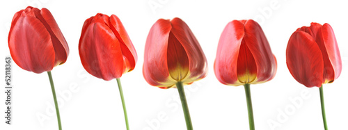 Fototapeta tulipany