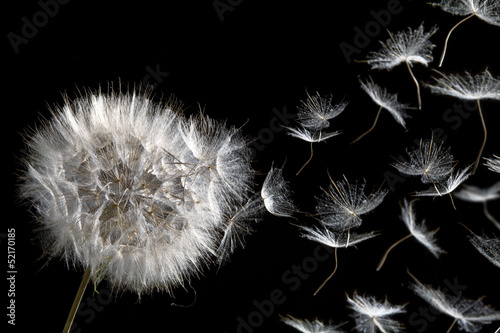 Obraz Fotograficzny dandelion blowing seeds