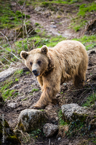niedzwiedz-brunatny-ursus-arctos