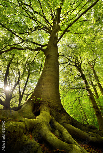 Old Beech Tree