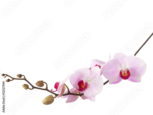 light pink orchid isolated on white