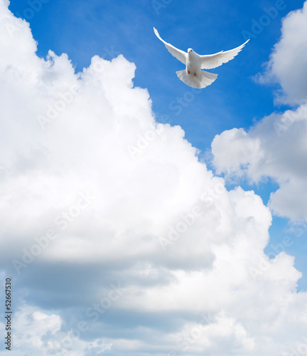 Fototapeta White dove flying in the sky