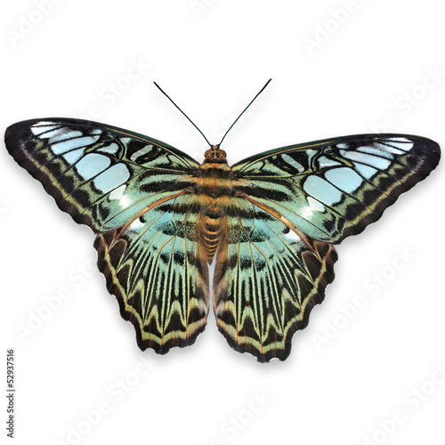 Lacobel Clipper butterfly
