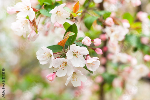 Apple Flower