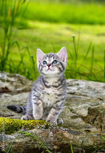 Fototapeta a cute little kitten in the garden grass