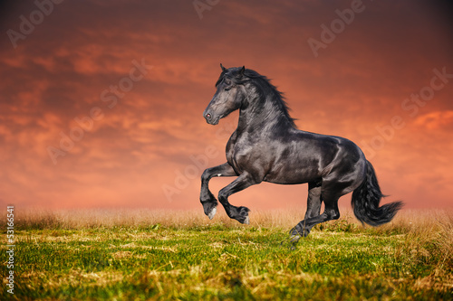  Black Friesian horse gallop