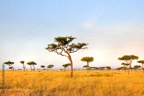 Fototapeta Acacia Tree