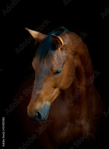 Lacobel horse on black