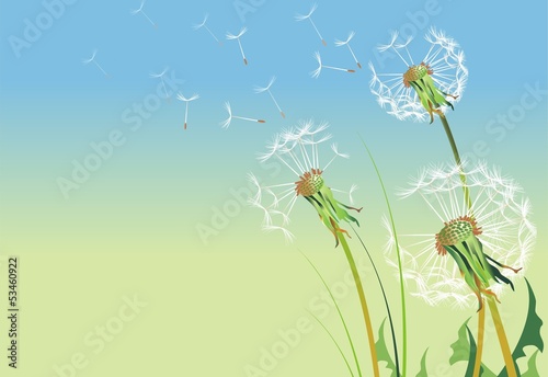 Dandelions Illustration