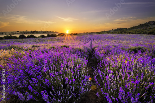 Lacobel Sunset over lavender field
