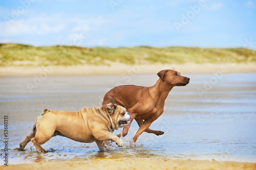  Two dogs english bulldog and rhodesian ridgeback dog running at