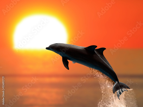 Fototapeta Dolphins at sunset