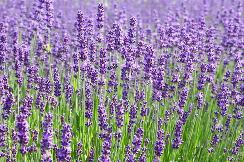 Fototapeta lavendel