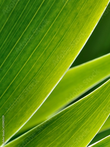 Fototapeta Green leafs in abstract zen style as background
