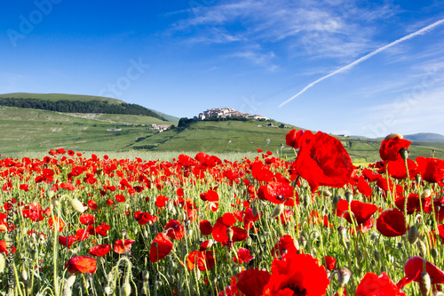 Campo di papaveri, paesaggio