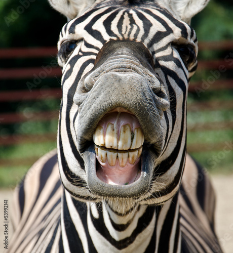 zebra smile and teeth