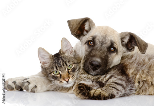 Fototapeta the dog and cat lie together. isolated on white background 