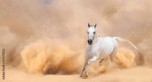 Fototapeta Arabian horse running out of the Desert Storm