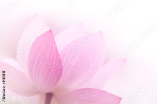 Fototapeta Closeup on lotus petal