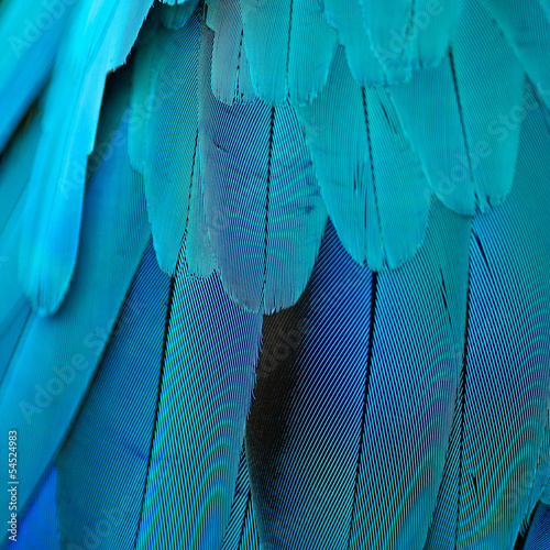 Fototapeta Blue and Gold Macaw feathers