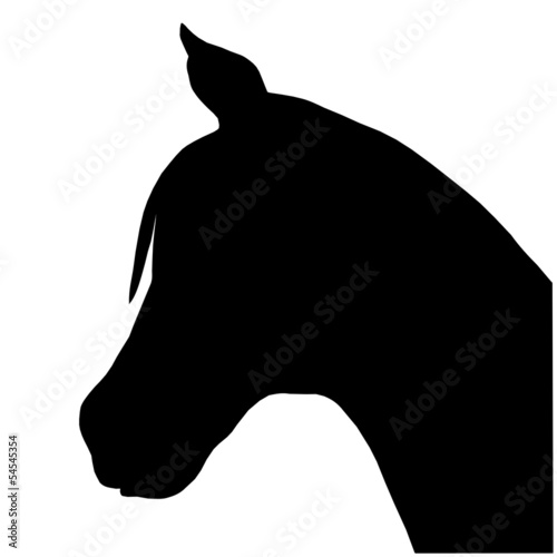 Fototapeta head and neck of horse