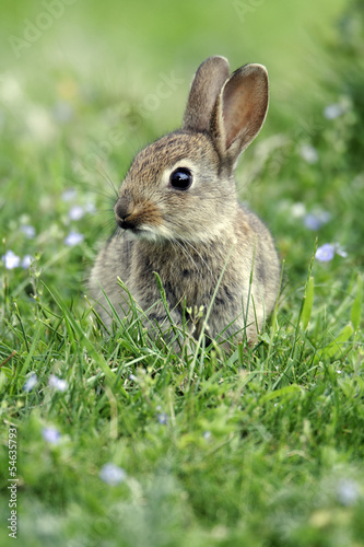 Rabbit, Oryctolagus cuniculus Poster