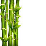 Bamboo on a white background