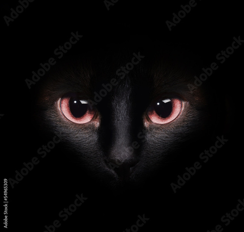 oczy-dziki-czarny-kot-siamese-ukrywanie-sie-w-ciemnosci