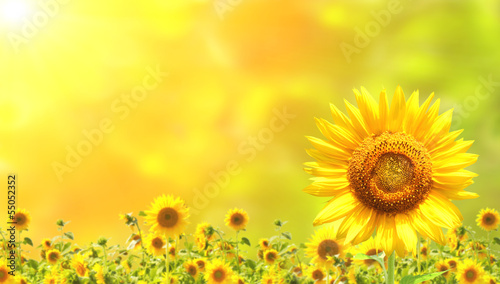 Lacobel Sunflowers