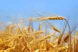 golden wheat with blue sky