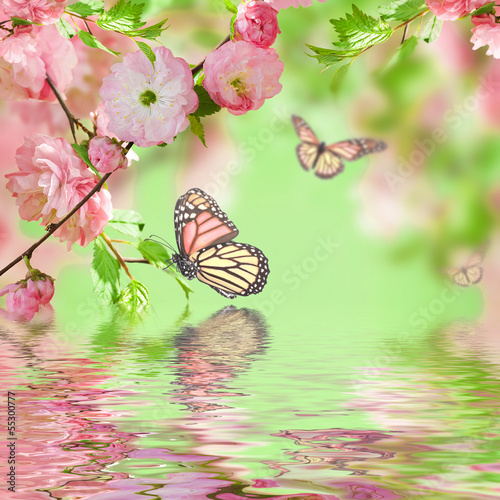 Fototapeta Pink flower of an Oriental cherry in and butterfly
