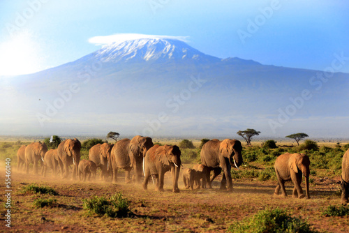  Elefanten vor dem Kilimanjaro