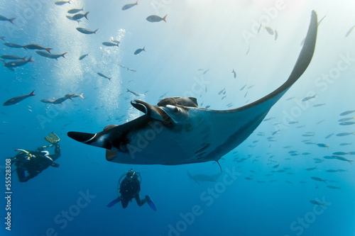 Fototapeta Manta and diver on the blue background