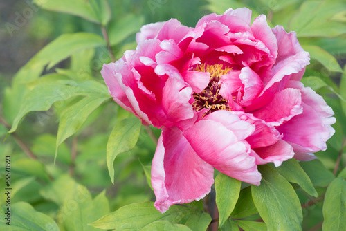Beautiful pink peony