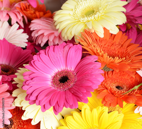 Bouquet  gerbera flower