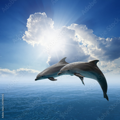 Fototapeta Dolphins jumping