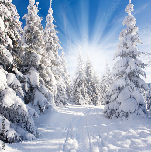 sonniger Winterwald