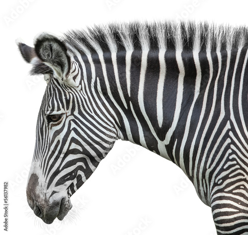 portrait of zebra