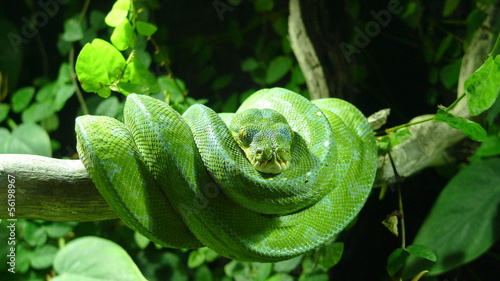 Fototapeta Serpent Vert